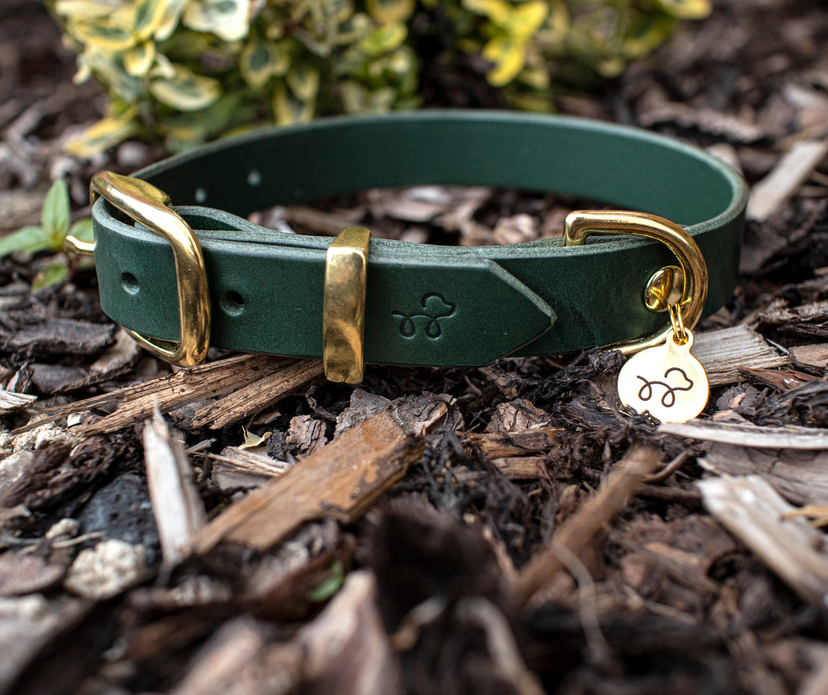 Acorn Brown - Leather dog collar with solid brass hardware – Kohsi