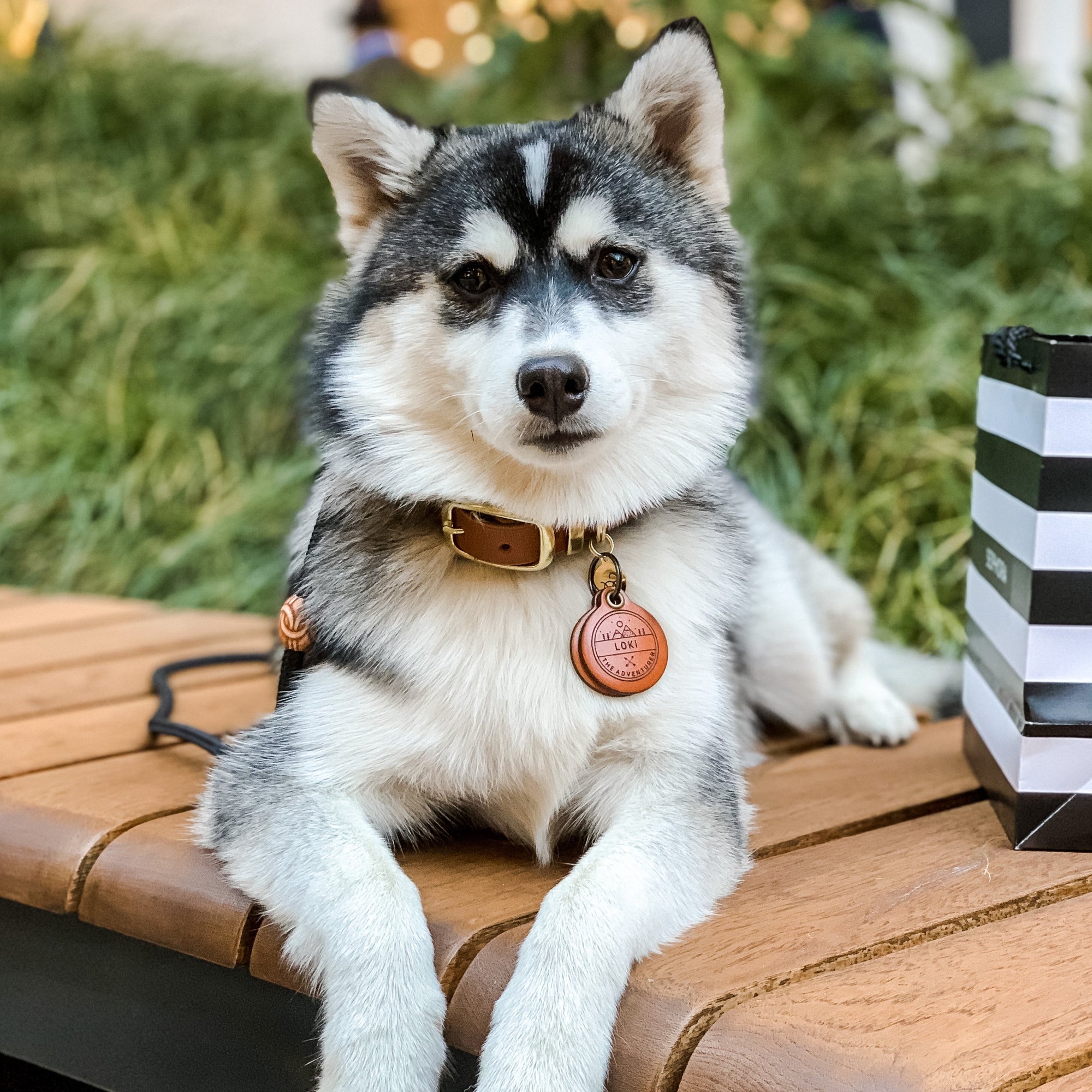 Forest Green Leather Collar