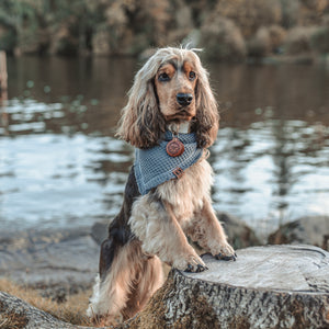 Explorer themed - saddle tan leather - double personalised dog tag