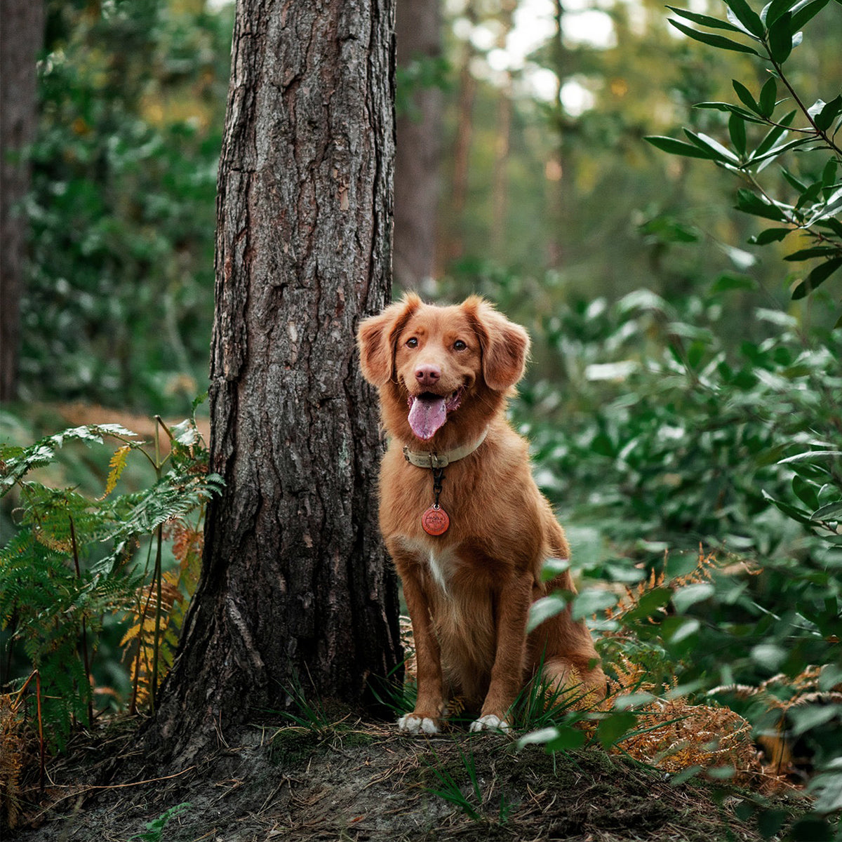 The Adventurer - Double Saddle Tan Leather ID Tag